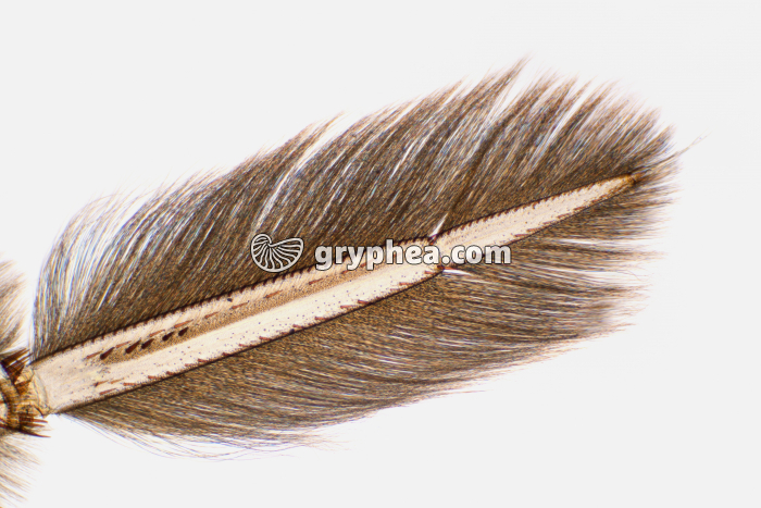 Patte natatoire Notonecte x7 - gryphea.org